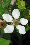 Southern Dewberry