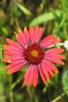 Indian Blanket