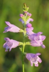 Intermediate False Dragonhead