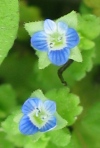 Persian Speedwell