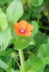 Scarlet Pimpernel