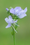 Texas Toadflax