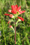 Texas Paintbrush