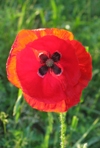 Red Poppy