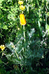 California Poppy