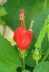 Turk's Cap
