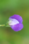 Butterfly Pea