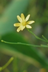 False Annual Broomweed