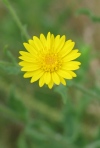 Golden Aster