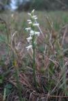 Nodding Ladies' Tresses