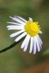 Annual Aster
