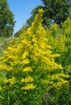 Tall Goldenrod