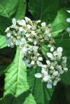 Frostweed