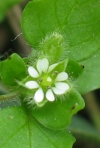 Common Chickweed