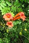 Trumpet Creeper