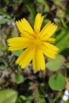 Dwarf Dandelion