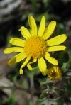Cut-leaf Groundsel