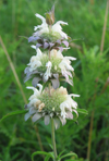 Lemon Beebalm