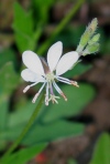White Gaura