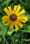 Black-Eyed Susan